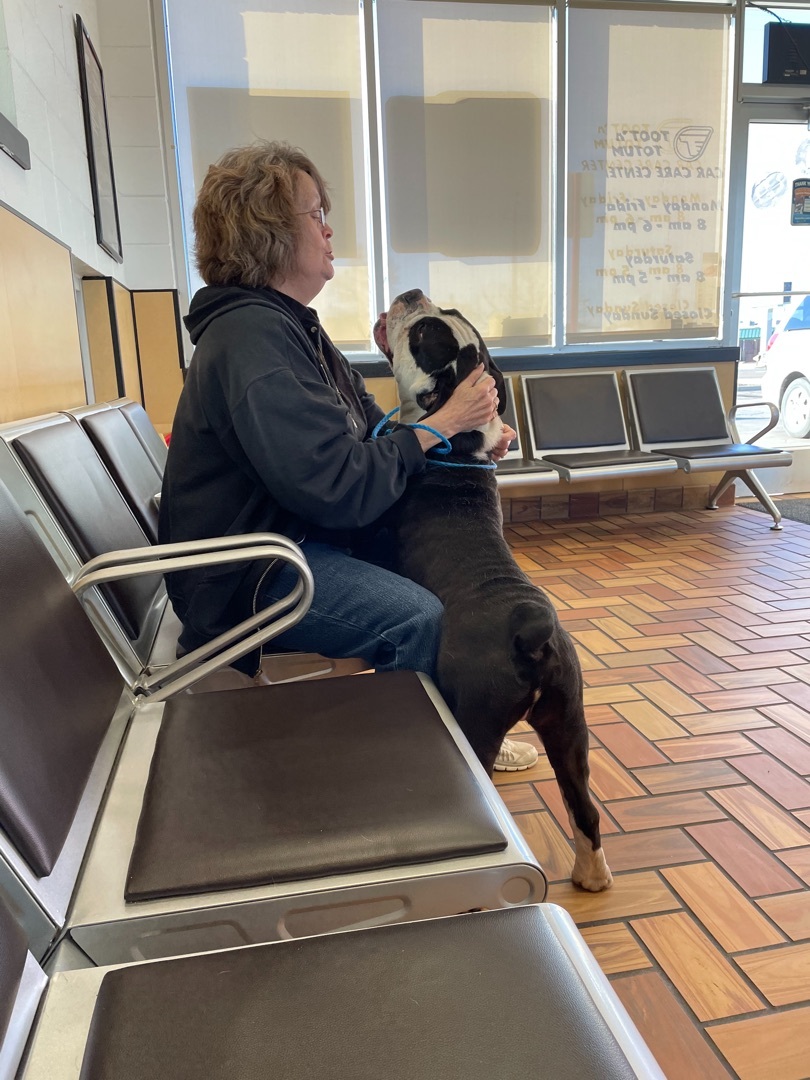 Cobalt, an adoptable English Bulldog in AMARILLO, TX, 79108 | Photo Image 3