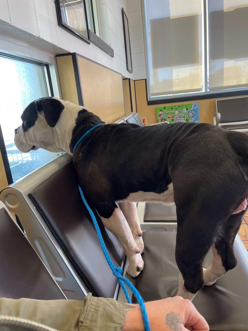 Cobalt, an adoptable English Bulldog in AMARILLO, TX, 79108 | Photo Image 5