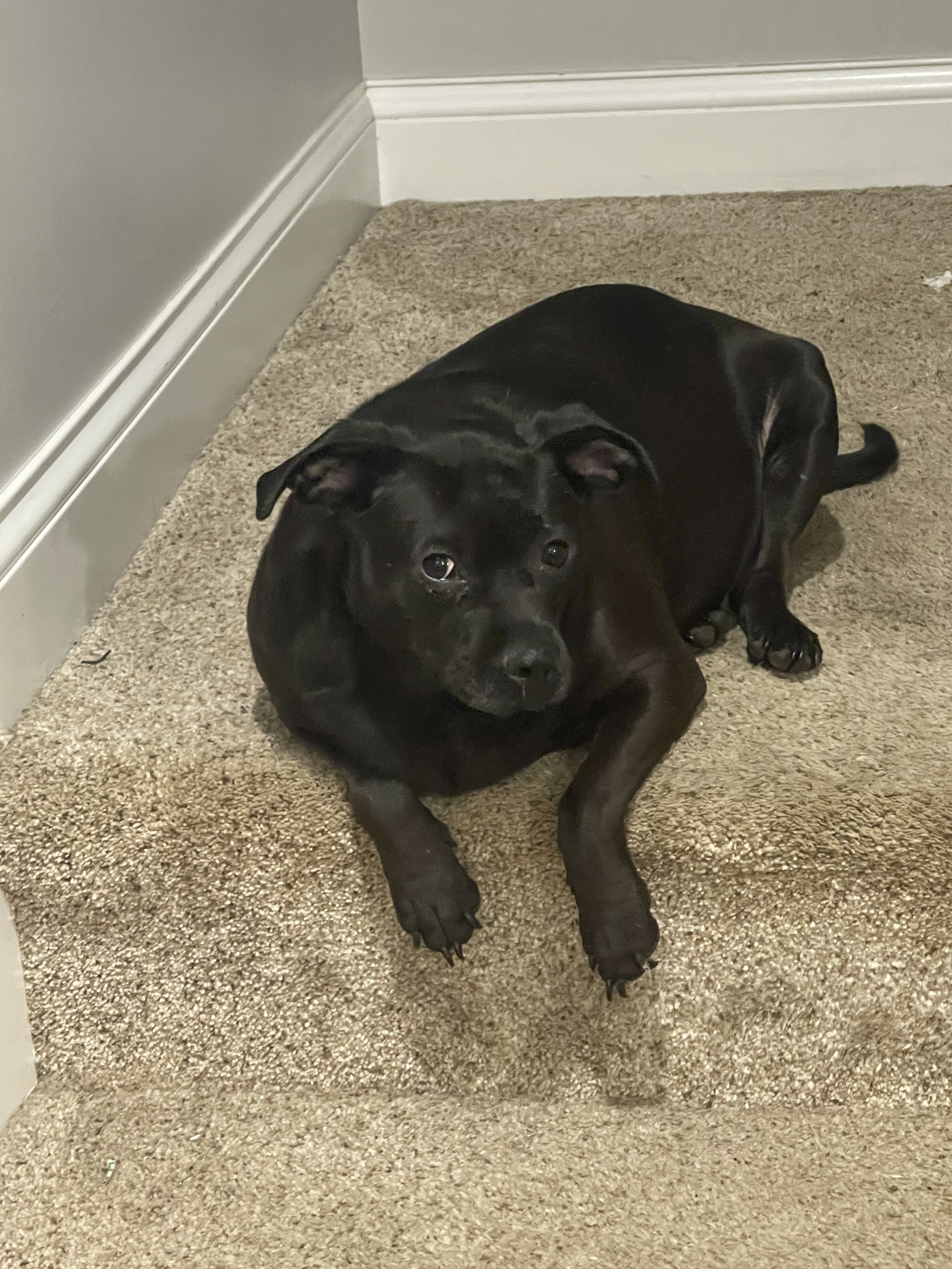 Mabel, an adoptable Terrier in Lewis Center, OH, 43035 | Photo Image 3