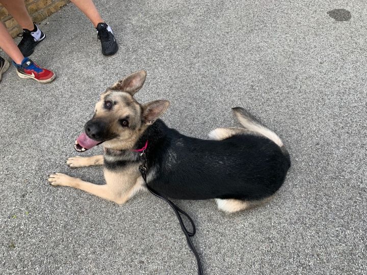 Kaya , an adoptable German Shepherd Dog in Chicago, IL_image-5