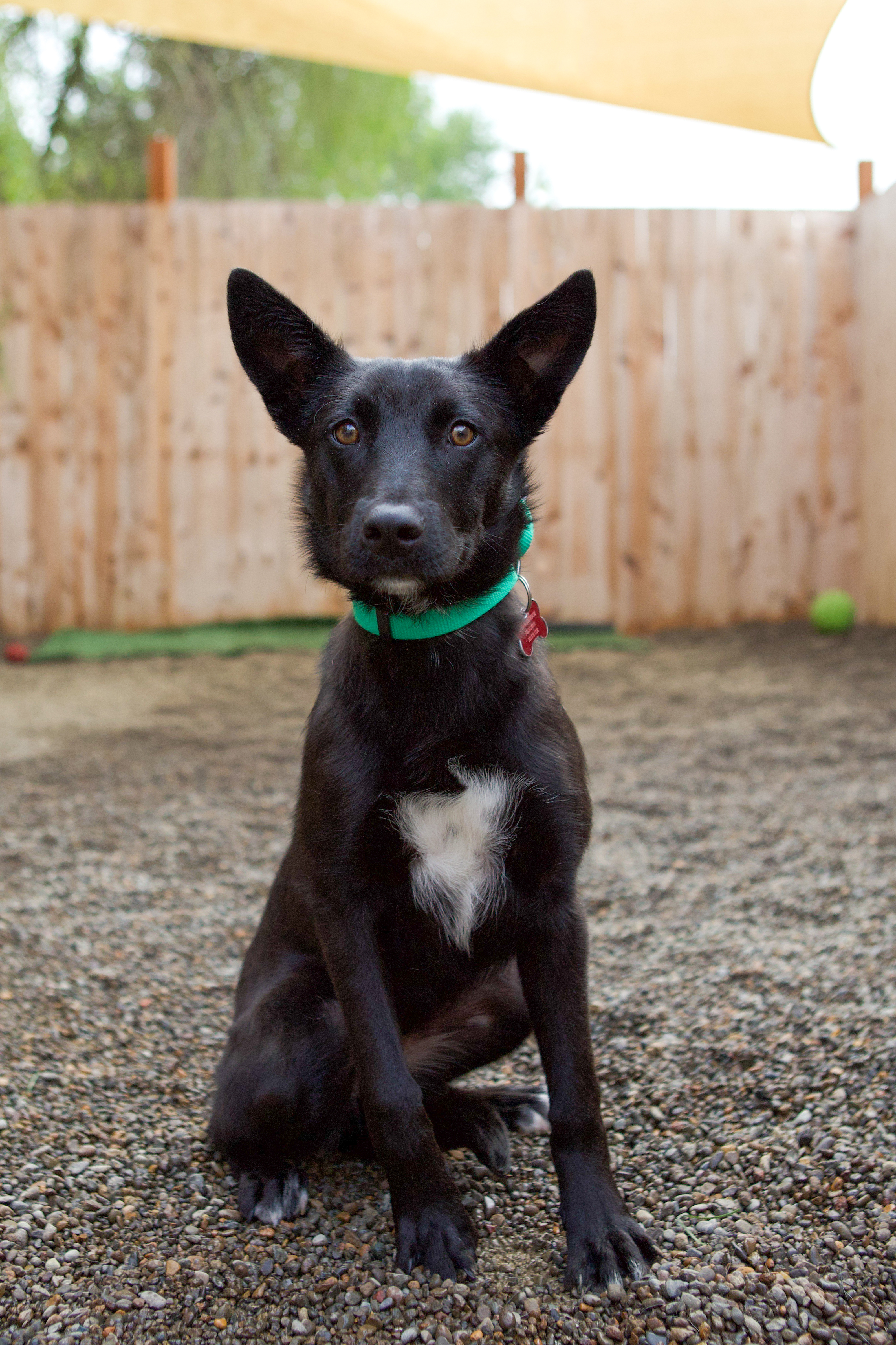Swift, an adoptable Border Collie in Tualatin, OR, 97062 | Photo Image 2