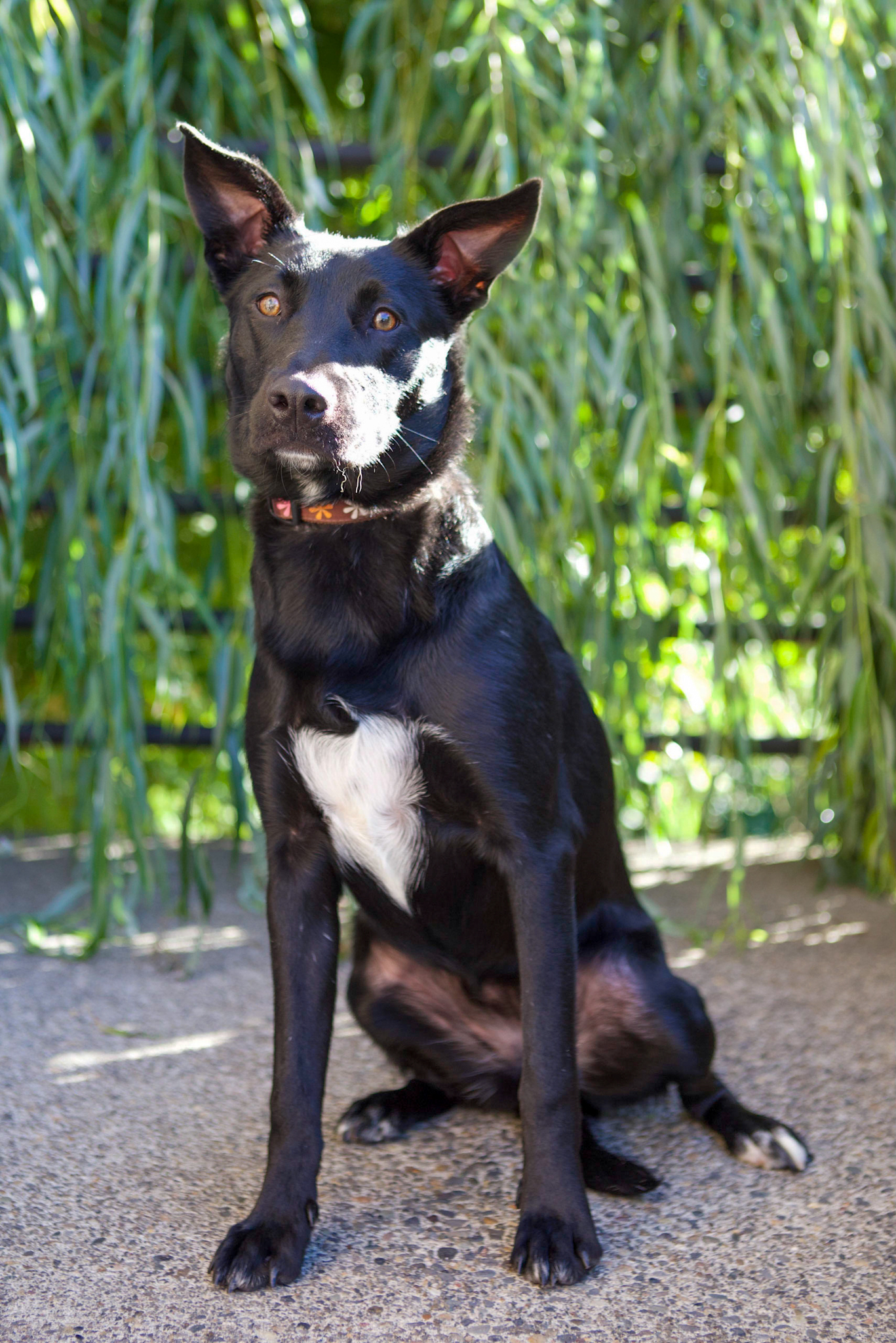 Swift, an adoptable Border Collie in Tualatin, OR, 97062 | Photo Image 1