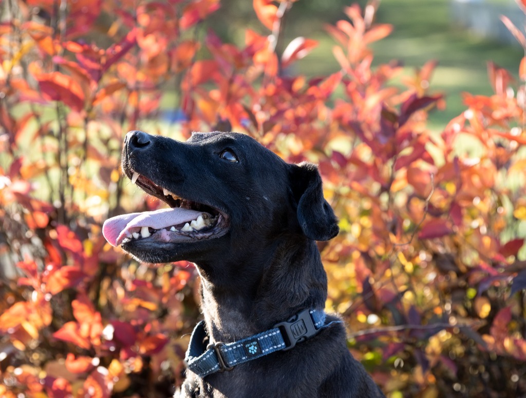 Bolt, an adoptable Patterdale Terrier / Fell Terrier in Hyde Park, NY, 12538 | Photo Image 1
