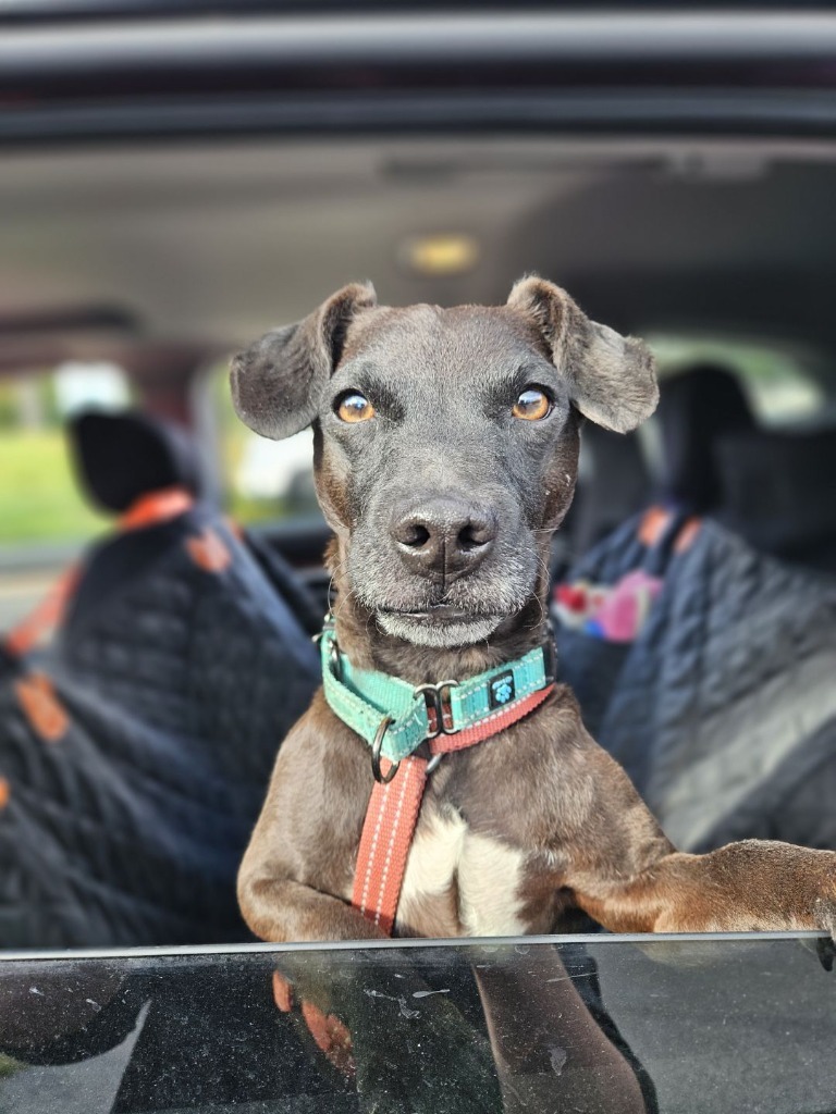 Bolt, an adoptable Patterdale Terrier / Fell Terrier in Hyde Park, NY, 12538 | Photo Image 1