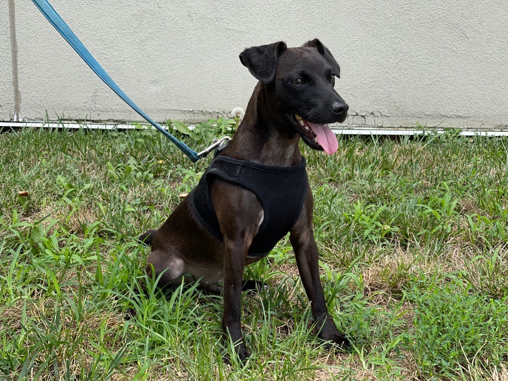 Bolt, an adoptable Patterdale Terrier / Fell Terrier in Hyde Park, NY, 12538 | Photo Image 2