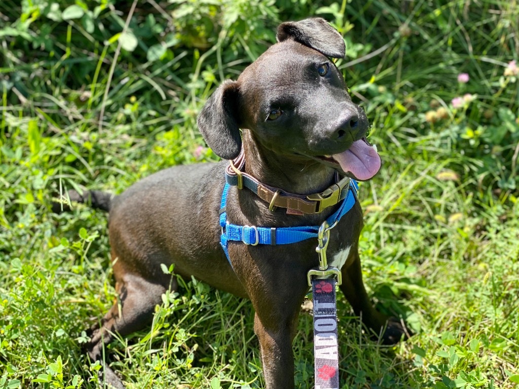 Bolt, an adoptable Patterdale Terrier / Fell Terrier in Hyde Park, NY, 12538 | Photo Image 3