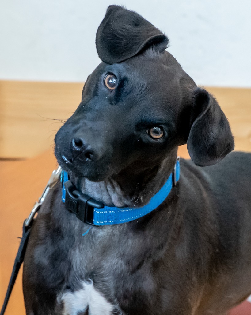 Bolt, an adoptable Patterdale Terrier / Fell Terrier in Hyde Park, NY, 12538 | Photo Image 4