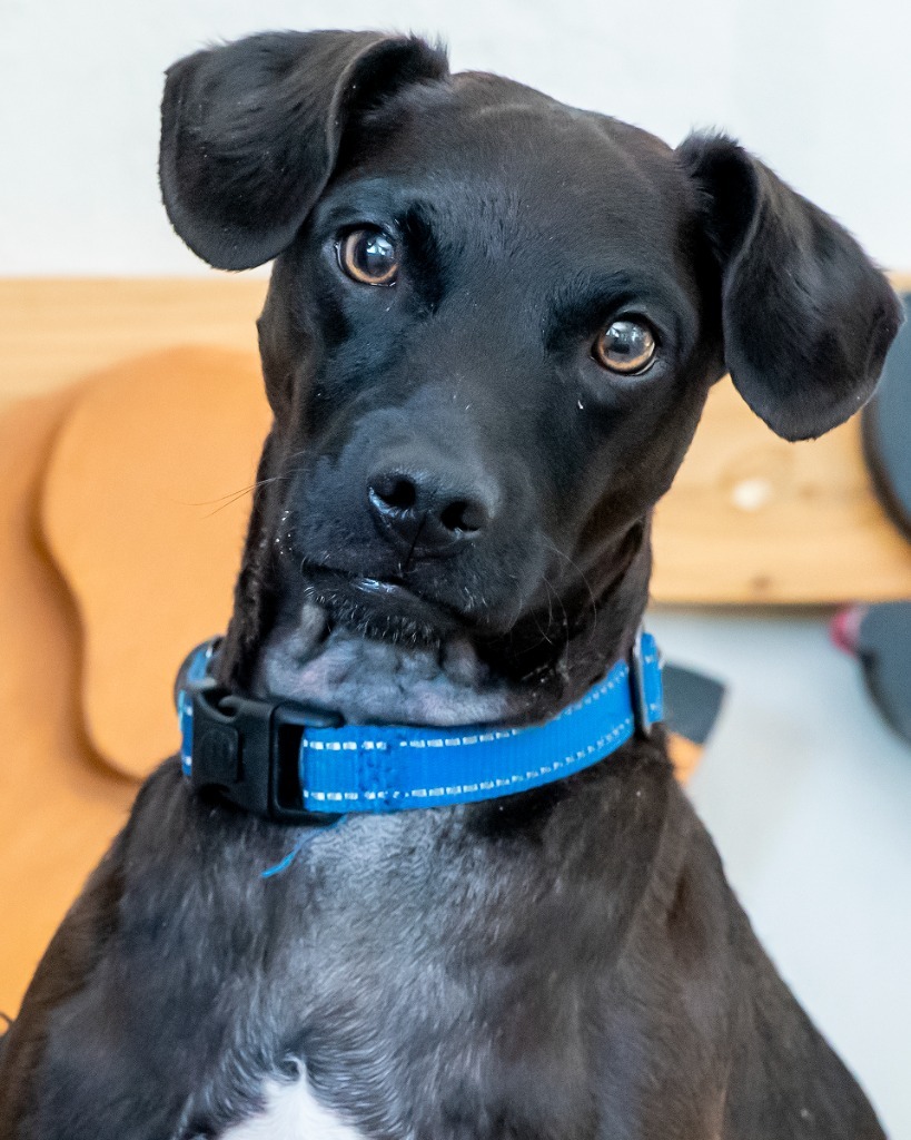 Bolt, an adoptable Patterdale Terrier / Fell Terrier in Hyde Park, NY, 12538 | Photo Image 5