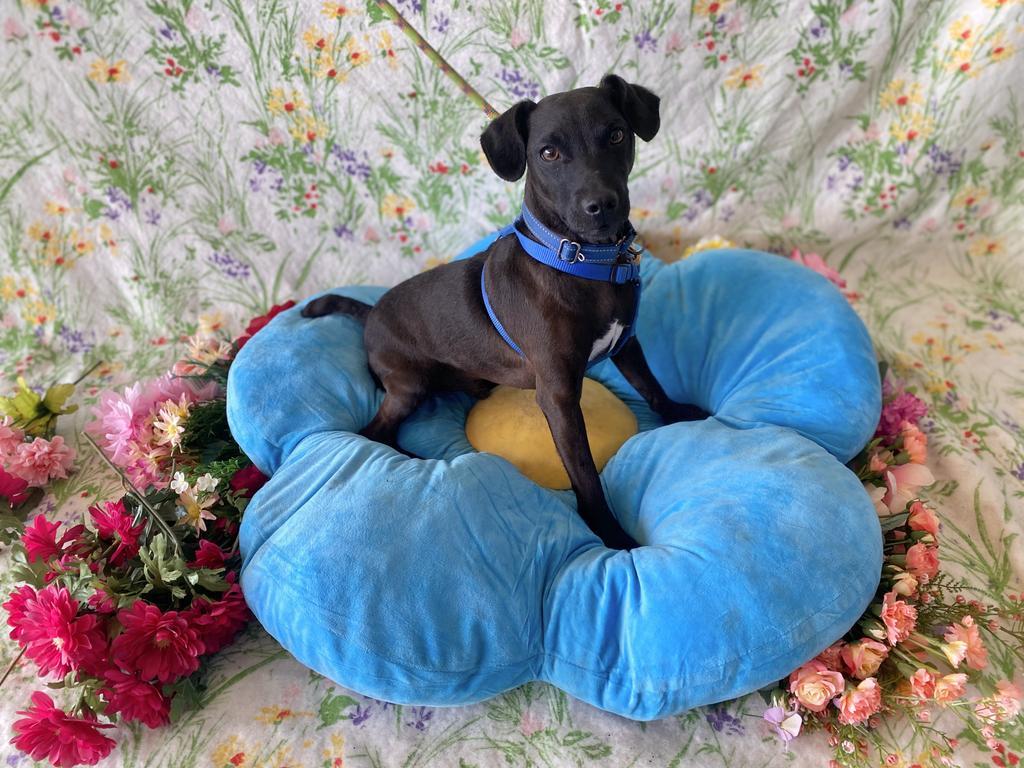 Bolt, an adoptable Patterdale Terrier / Fell Terrier in Hyde Park, NY, 12538 | Photo Image 6