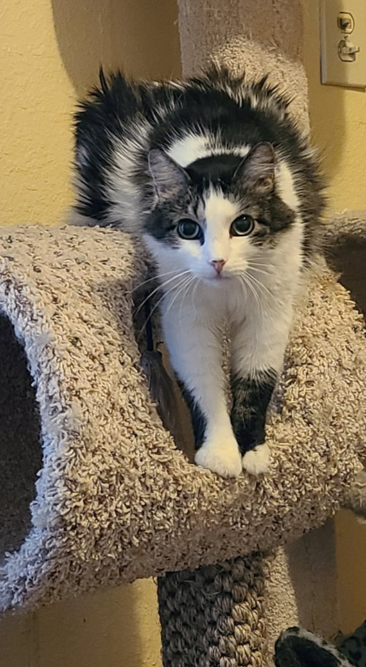 Bobby Jo, an adoptable Domestic Medium Hair in Salt Lake City, UT, 84117 | Photo Image 1