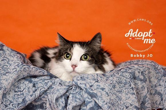 Bobby Jo, an adoptable Domestic Medium Hair in Salt Lake City, UT, 84117 | Photo Image 3