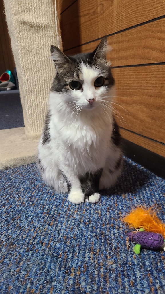 Bobby Jo, an adoptable Domestic Medium Hair in Salt Lake City, UT, 84117 | Photo Image 4