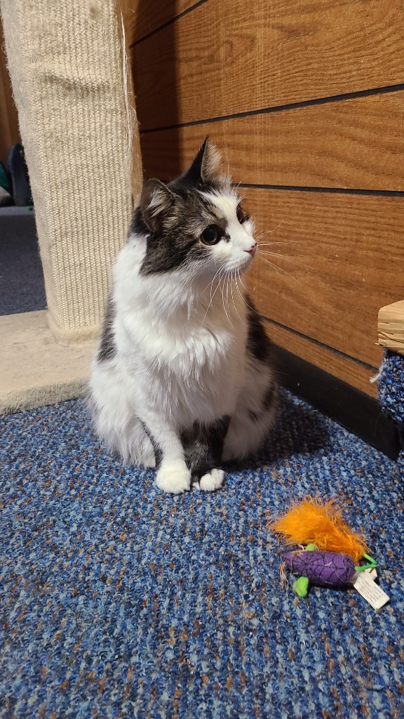 Bobby Jo, an adoptable Domestic Medium Hair in Salt Lake City, UT, 84117 | Photo Image 5