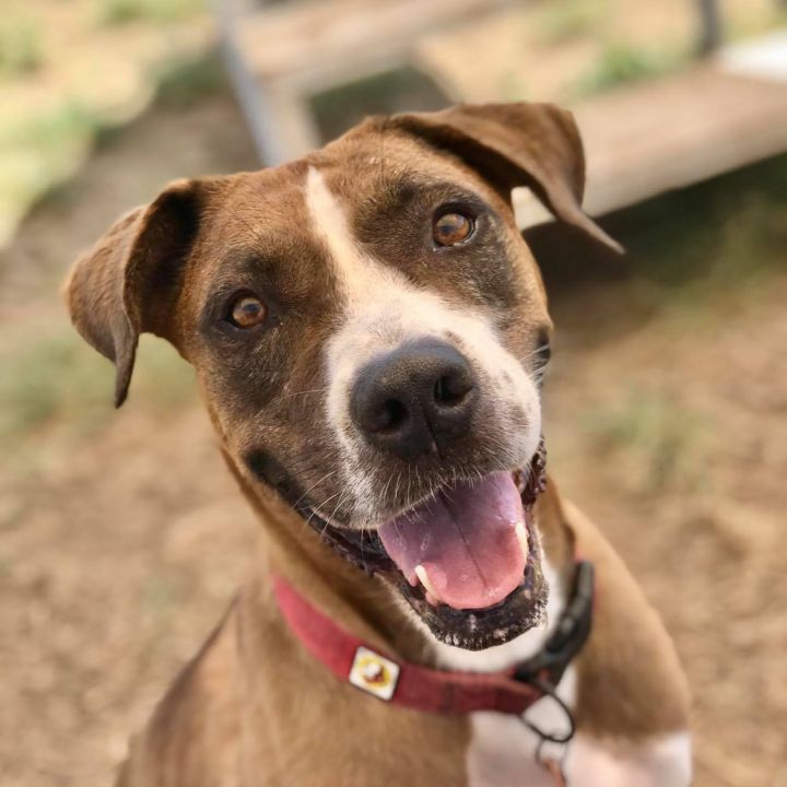 Amstaff shepherd sale mix