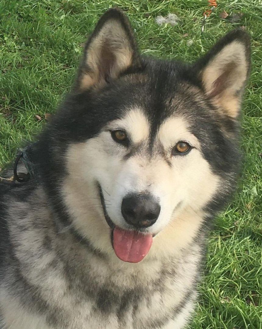 Arrow, an adoptable Alaskan Malamute in Beaverton, MI, 48612 | Photo Image 1