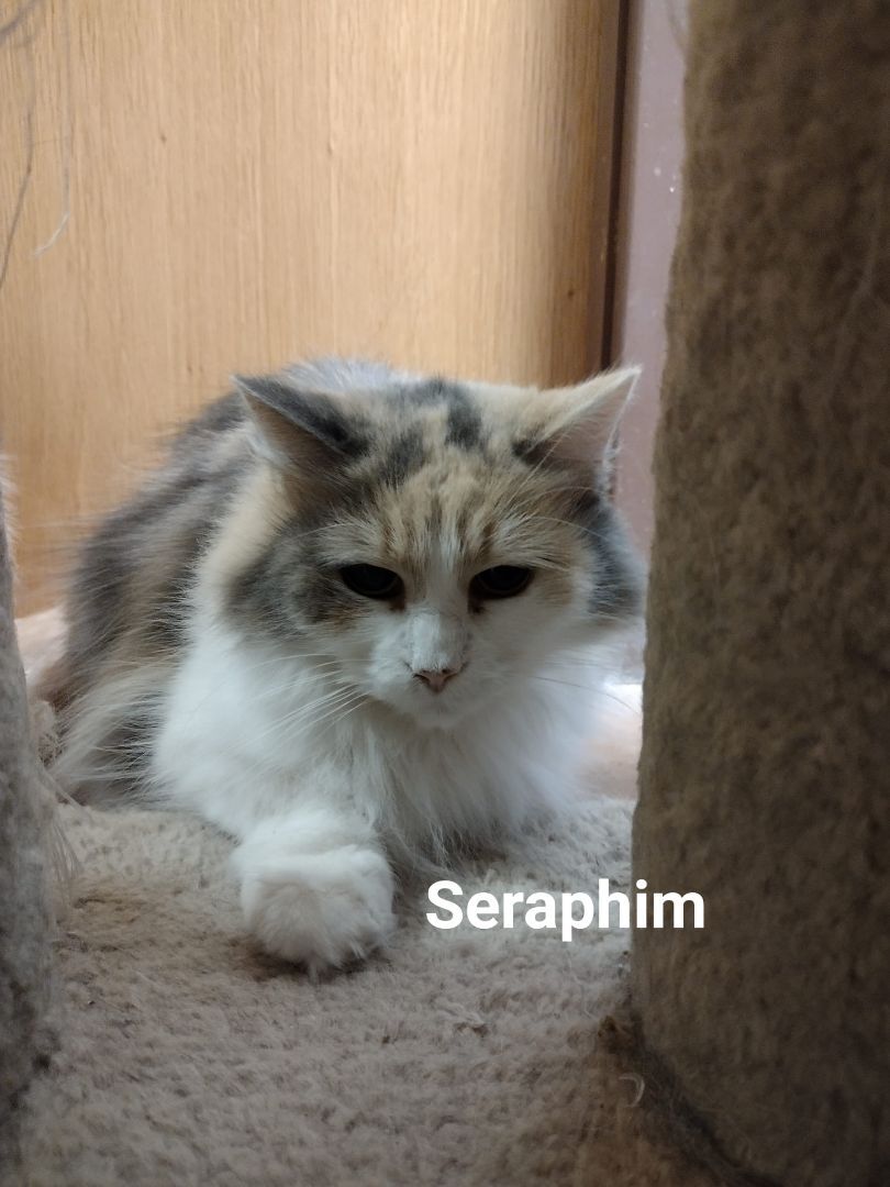Seraphim (Sara)