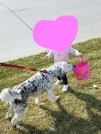Stella, an adoptable English Setter in Lincoln, NE_image-3