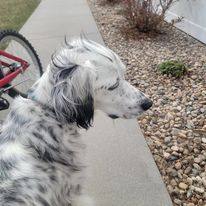 Stella, an adoptable English Setter in Lincoln, NE_image-6