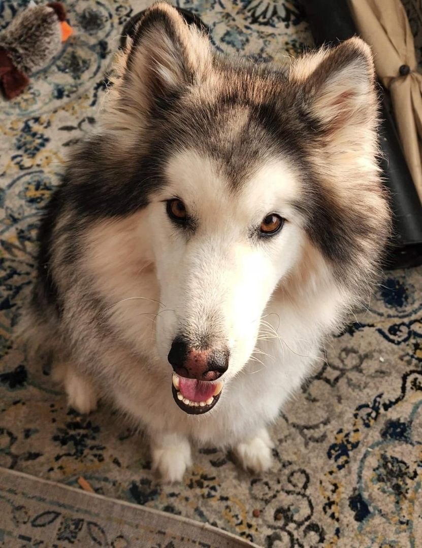 Rugar, an adoptable Alaskan Malamute, Husky in Beaverton, MI, 48612 | Photo Image 2