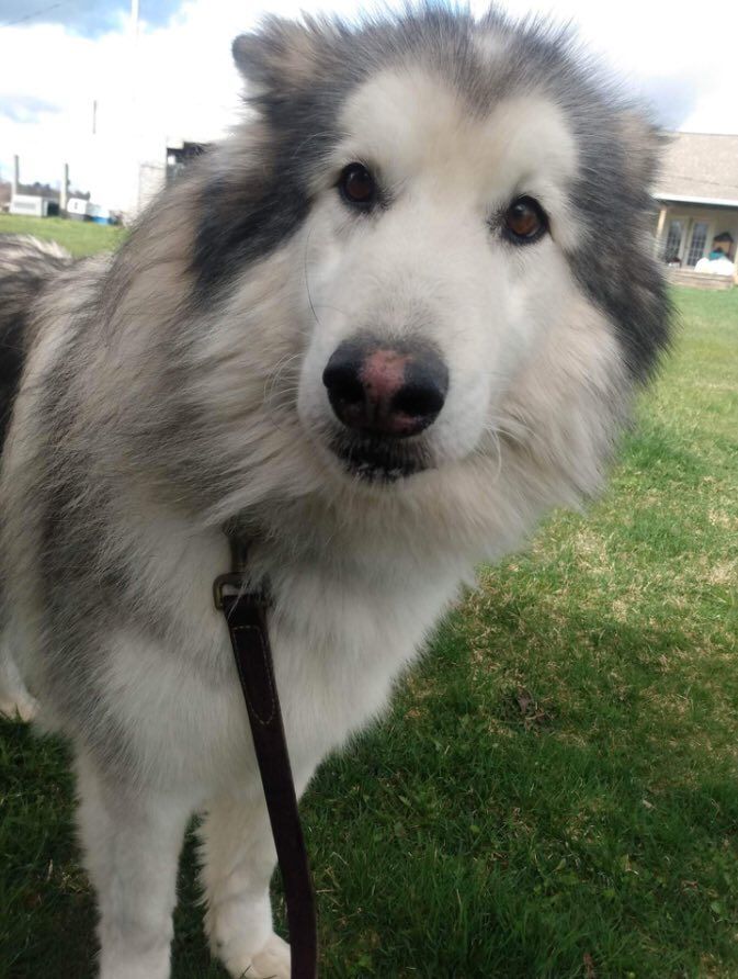 Rugar, an adoptable Alaskan Malamute, Husky in Beaverton, MI, 48612 | Photo Image 1