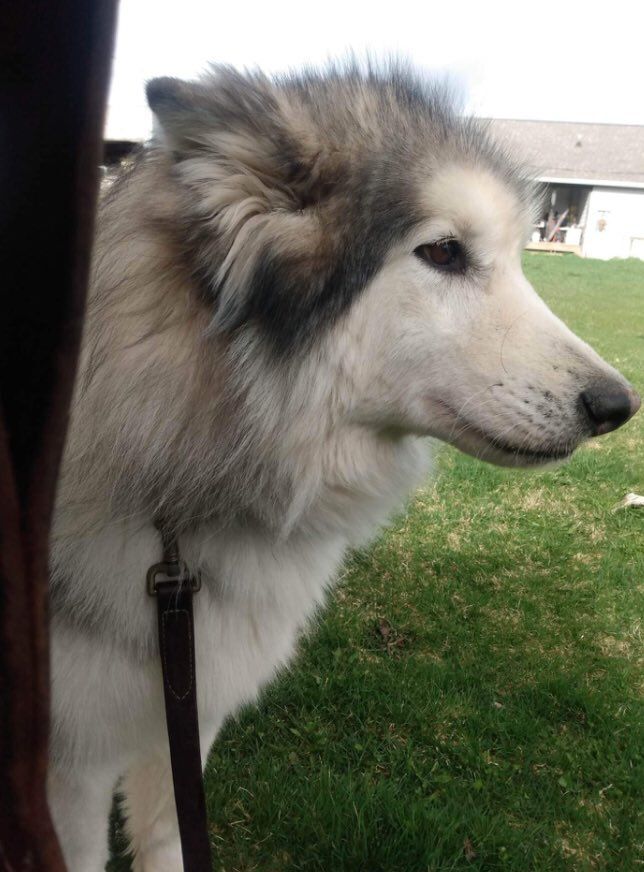 Rugar, an adoptable Alaskan Malamute, Husky in Beaverton, MI, 48612 | Photo Image 5