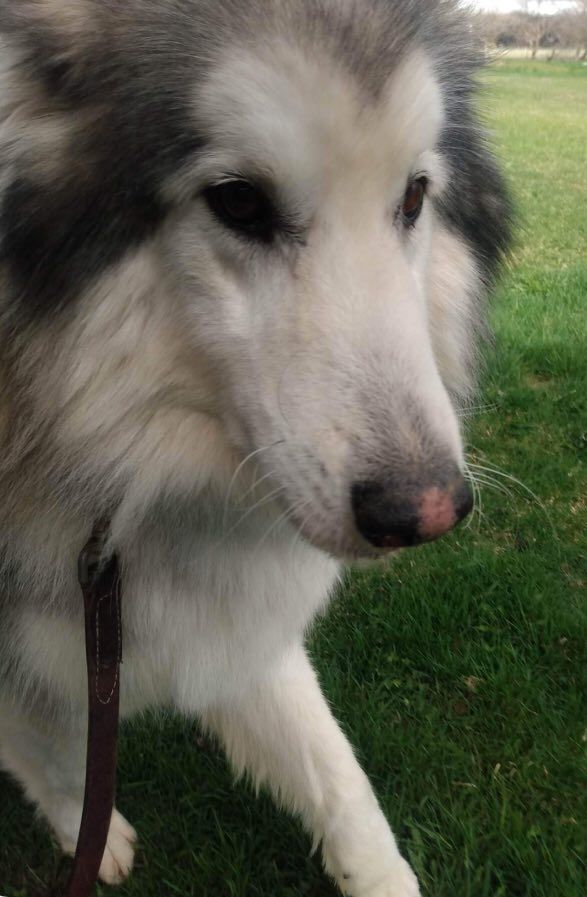 Rugar, an adoptable Alaskan Malamute, Husky in Beaverton, MI, 48612 | Photo Image 6