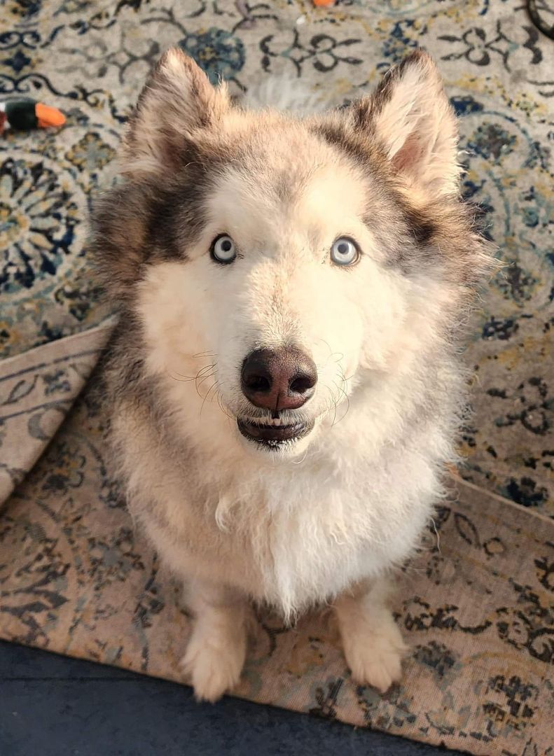 Axel, an adoptable Alaskan Malamute, Husky in Beaverton, MI, 48612 | Photo Image 2