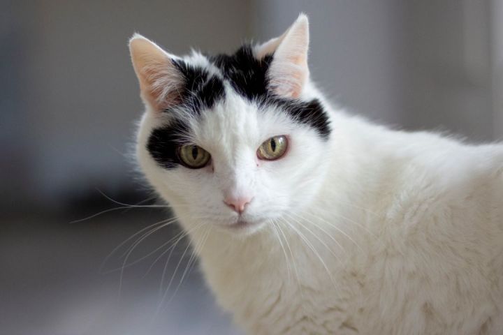 Smug, an adopted Domestic Short Hair in Boise, ID_image-2