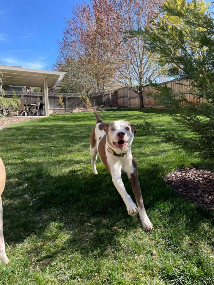 Betty White, an adoptable Pointer Mix in Boise, ID_image-1