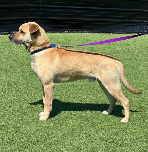 Oaky, an adoptable Yellow Labrador Retriever, Carolina Dog in Dalton, GA, 30721 | Photo Image 4