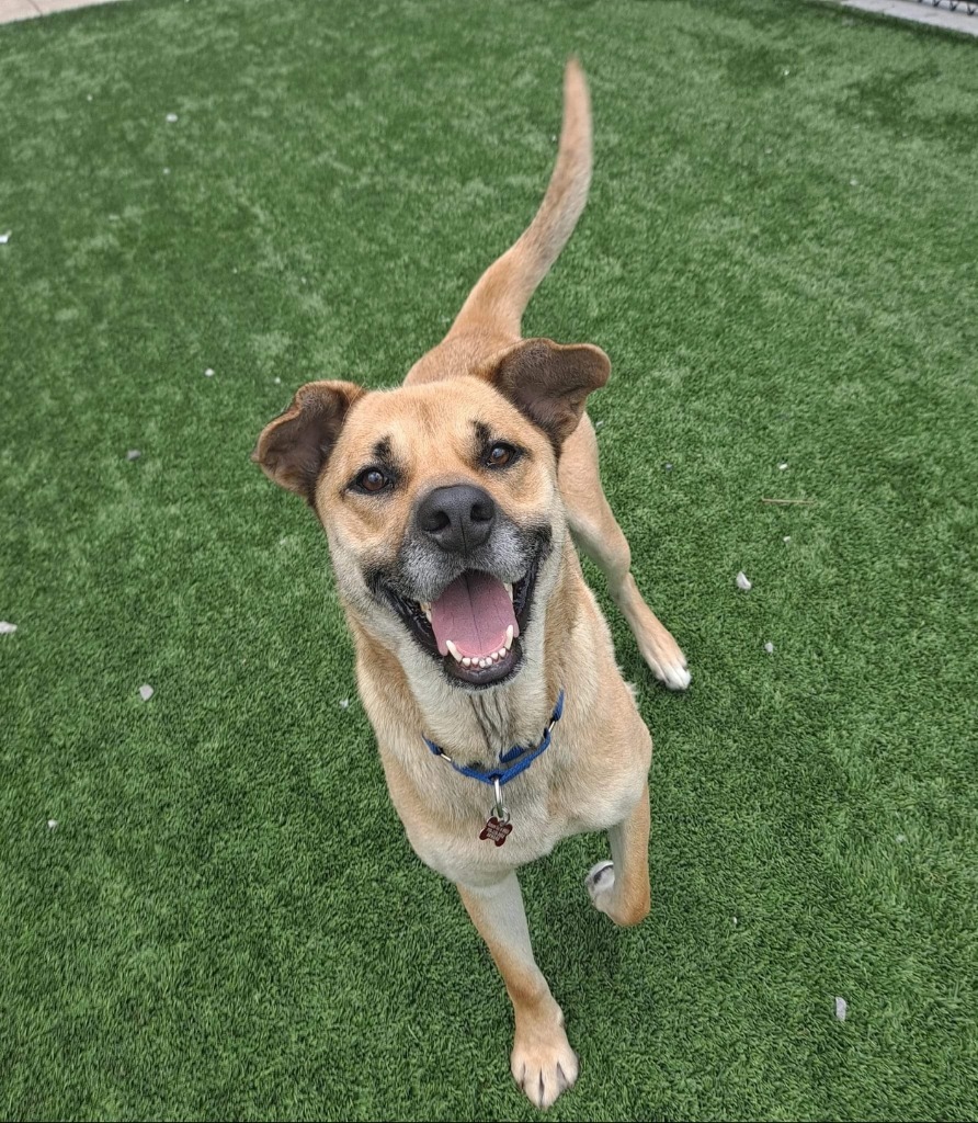 Oaky, an adoptable Yellow Labrador Retriever, Carolina Dog in Dalton, GA, 30721 | Photo Image 5