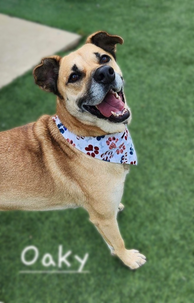 Oaky, an adoptable Yellow Labrador Retriever, Carolina Dog in Dalton, GA, 30721 | Photo Image 6