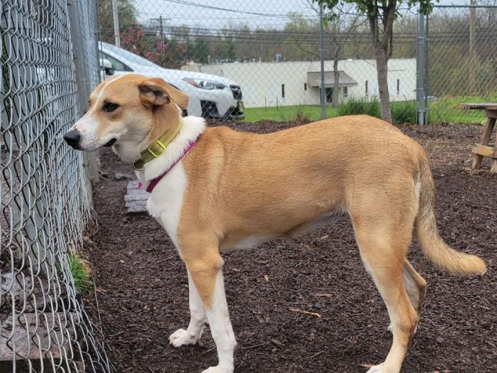 Heidi, an adoptable Labrador Retriever & Hound Mix in Bloomingdale, NJ_image-2