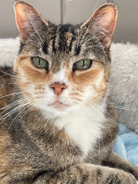 Ruthie-SPONSORED ADOPTION, an adoptable Domestic Short Hair, Torbie in Hayward, WI, 54843 | Photo Image 1
