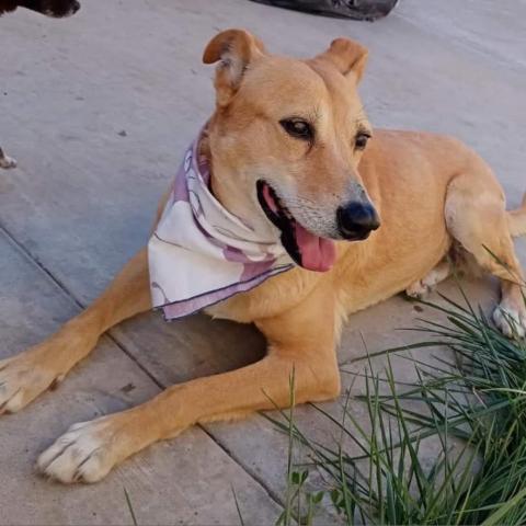 Nena, an adoptable Yellow Labrador Retriever & Spaniel Mix in San Diego, CA_image-3
