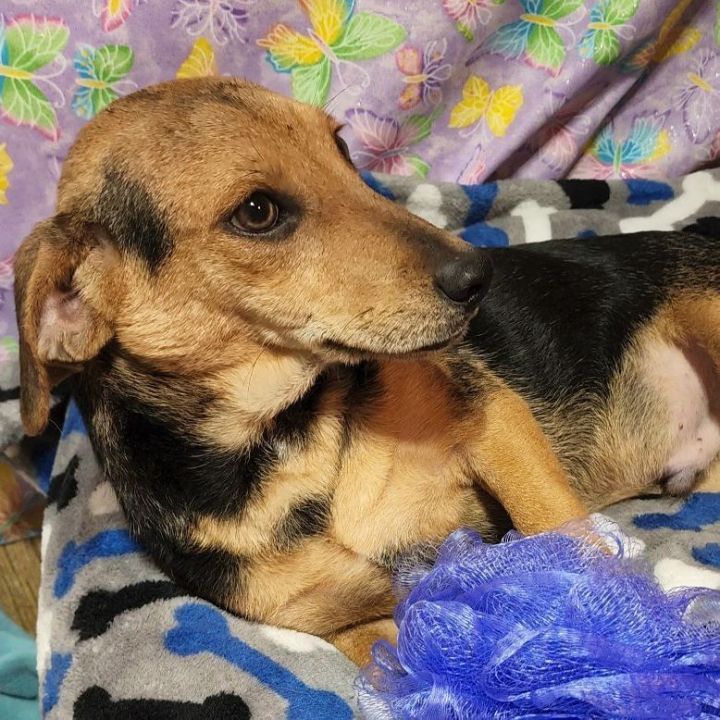 Remy, an adoptable Terrier & Dachshund Mix in Wheelersburg, OH_image-2