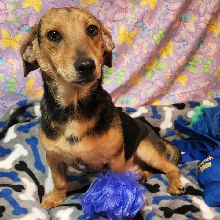 Remy, an adoptable Terrier & Dachshund Mix in Wheelersburg, OH_image-5