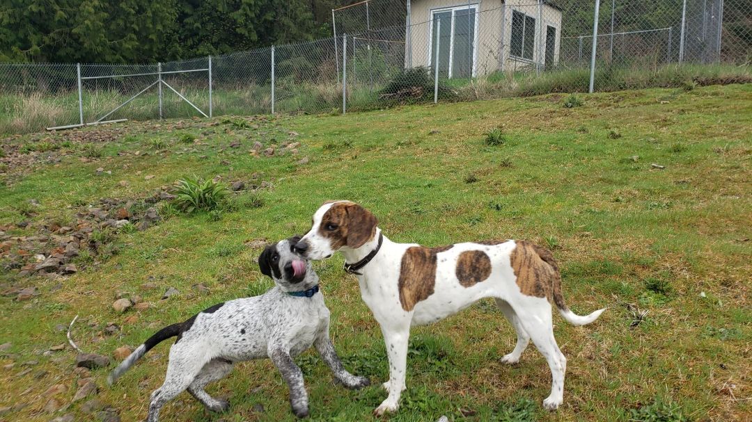 Jones, an adoptable Hound, Cattle Dog in Tillamook, OR, 97141 | Photo Image 4