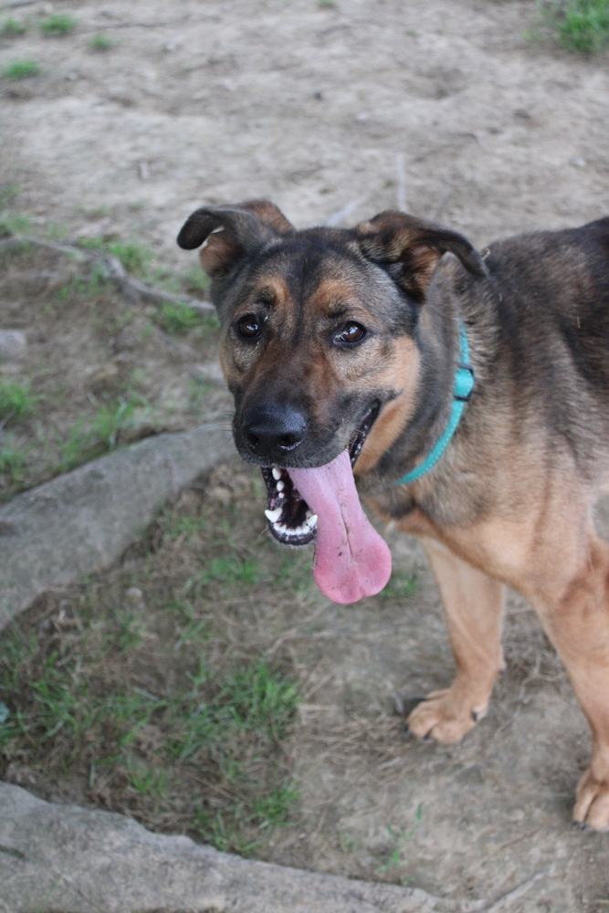 Bella Longest Canine Resident