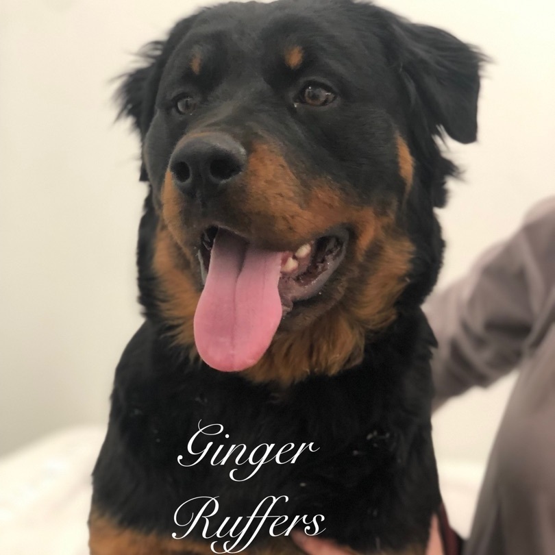 Ginger Ruffers