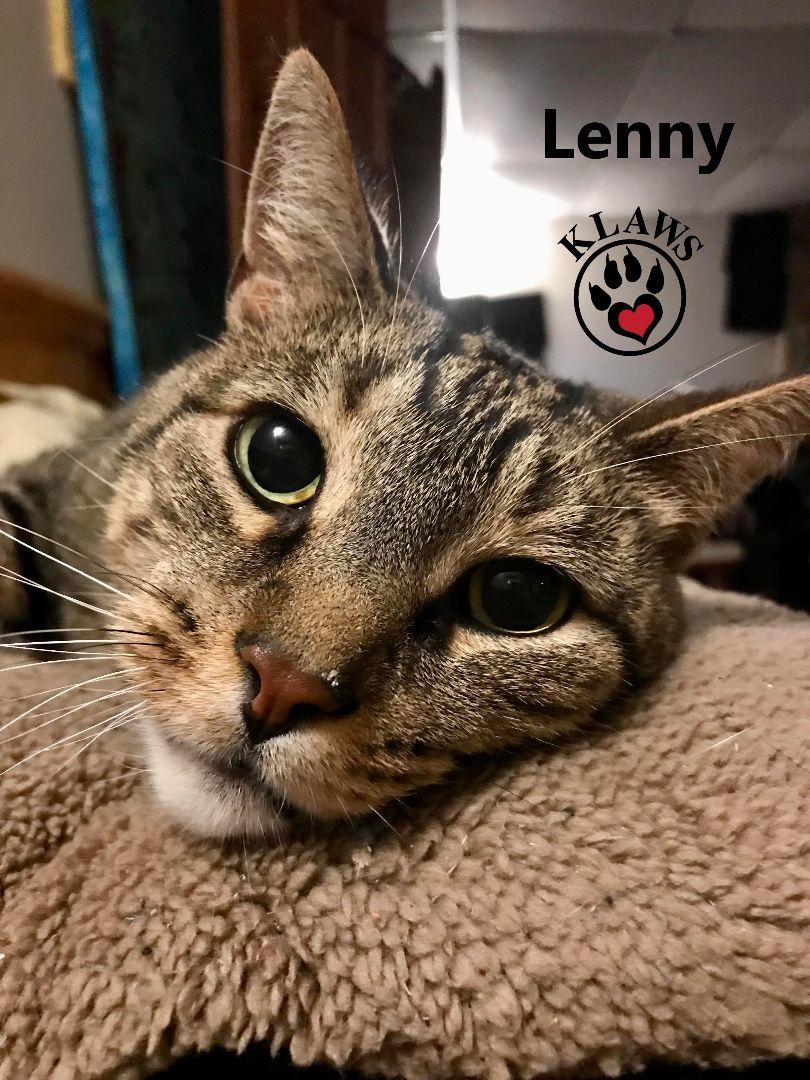 Lenny, an adoptable Abyssinian in Lindsay, ON, K9V 2Z0 | Photo Image 4