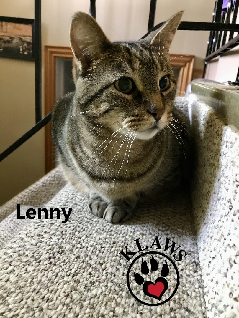 Lenny, an adoptable Abyssinian in Lindsay, ON, K9V 2Z0 | Photo Image 5