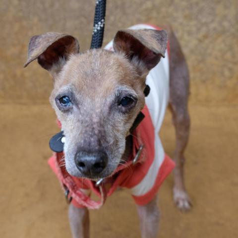 PingPing, an adoptable Xoloitzcuintli / Mexican Hairless, Italian Greyhound in Lihue, HI, 96766 | Photo Image 1