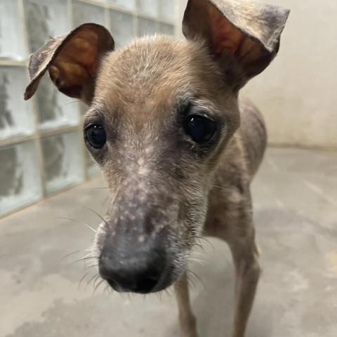 PingPing, an adoptable Xoloitzcuintli / Mexican Hairless, Italian Greyhound in Lihue, HI, 96766 | Photo Image 3