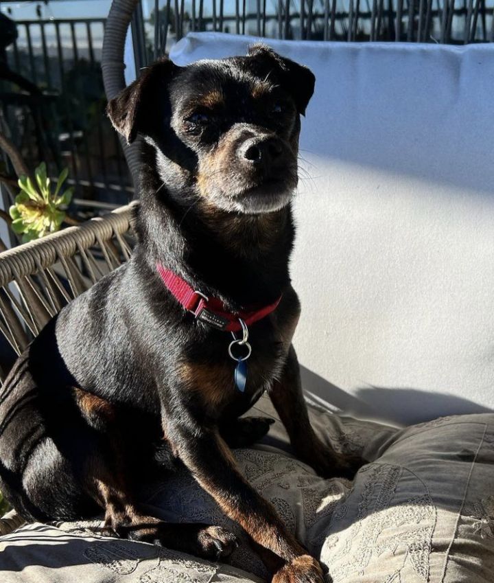 Sonny, an adoptable Chihuahua & Pug Mix in Sonoma, CA_image-2