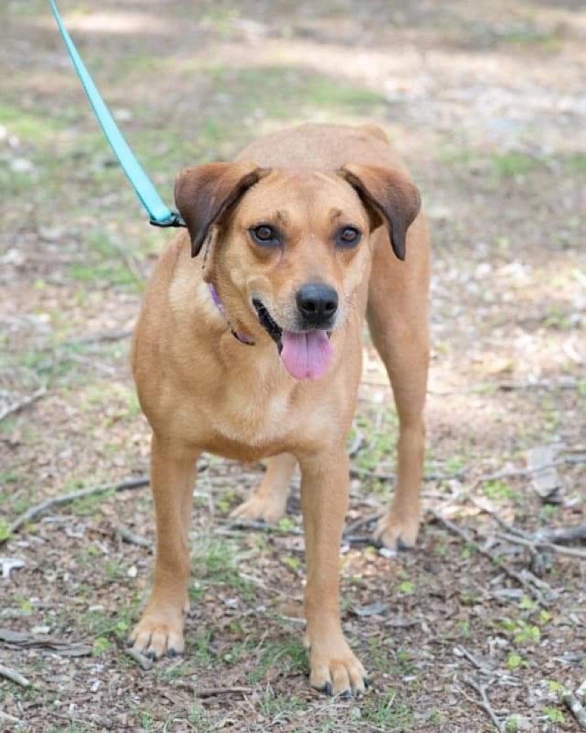 Zena, an adoptable Labrador Retriever in Southaven, MS, 38672 | Photo Image 3
