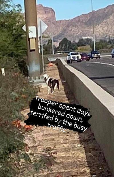 Trooper, an adoptable Staffordshire Bull Terrier & Terrier Mix in Phoenix, AZ_image-6