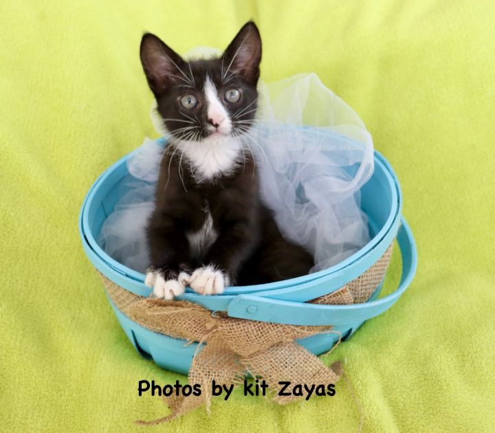 Charming Chives, an adopted Tuxedo in Saint Augustine, FL_image-3