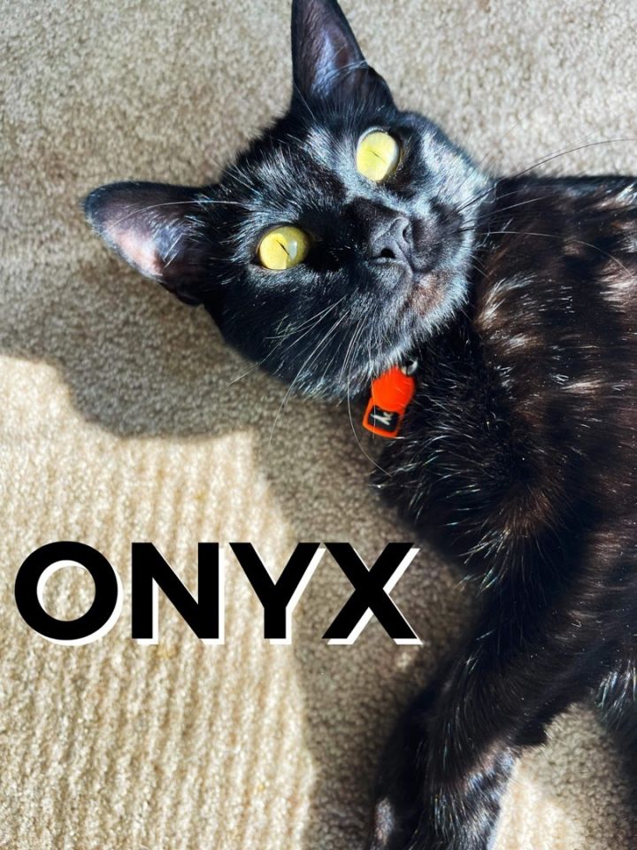 Onyx, an adoptable Domestic Short Hair in Hollister, CA_image-1