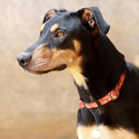 Rambo, an adoptable Hound, Rottweiler in Lihue, HI, 96766 | Photo Image 1